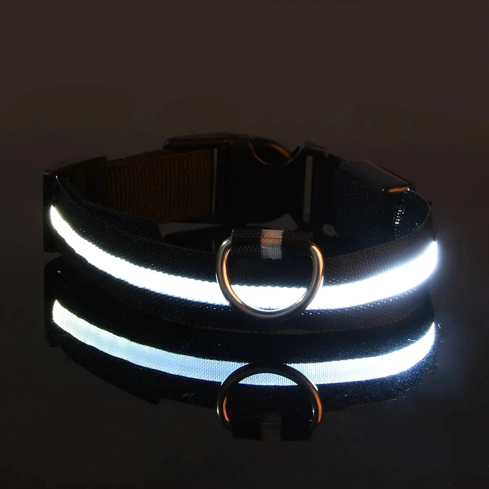LED Dog Collar Illuminated for Night Walks