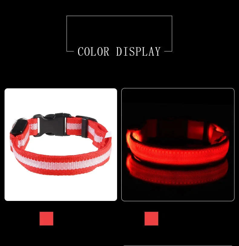 LED Dog Collar Illuminated for Night Walks