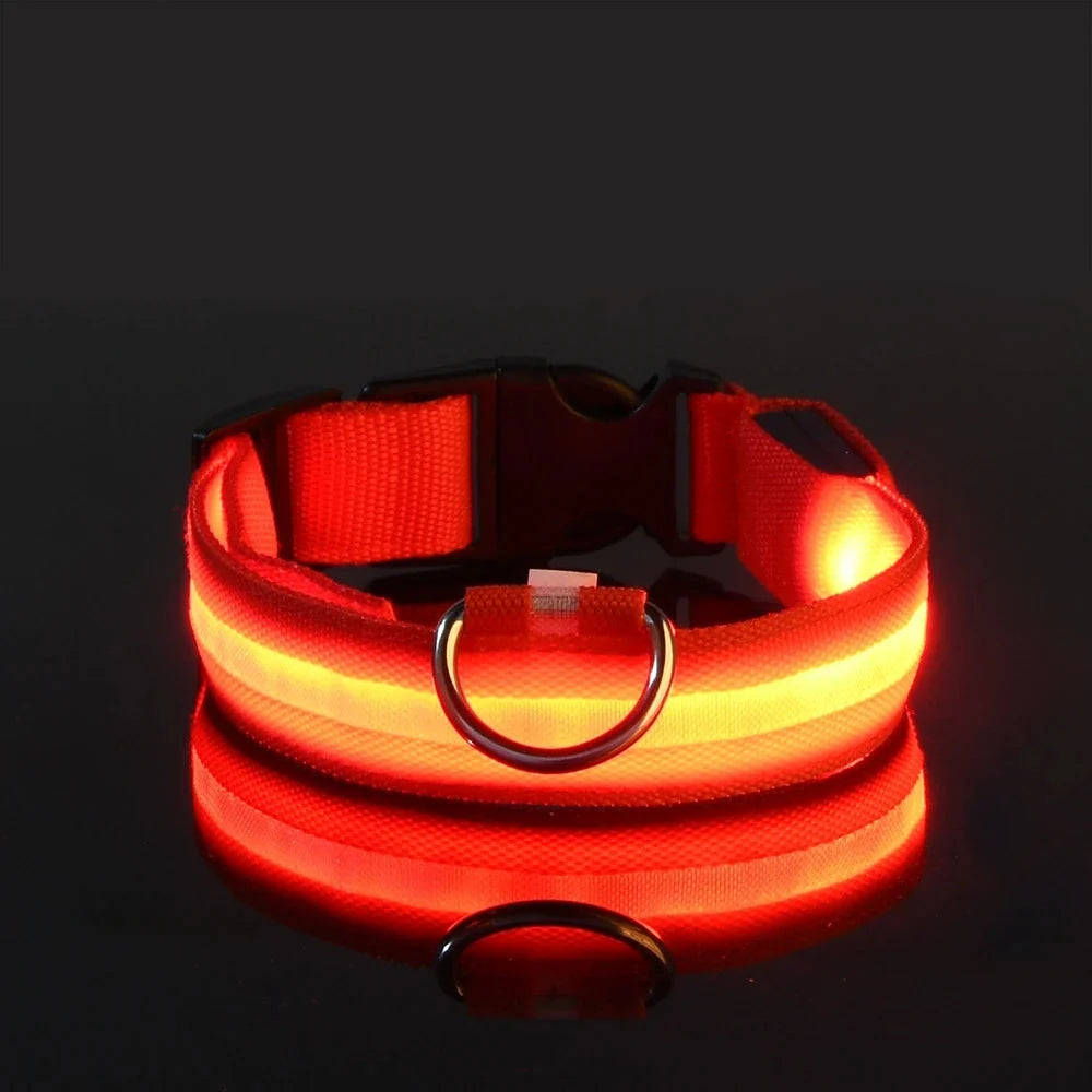LED Dog Collar Illuminated for Night Walks