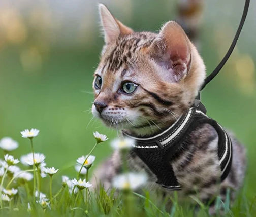 Cat Harness and Leash Escape Proof Reflective Strips