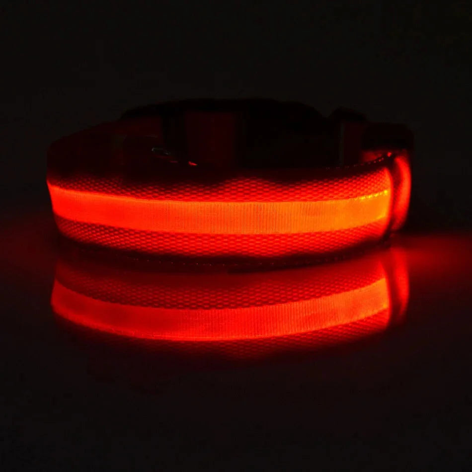 LED Dog Collar Illuminated for Night Walks